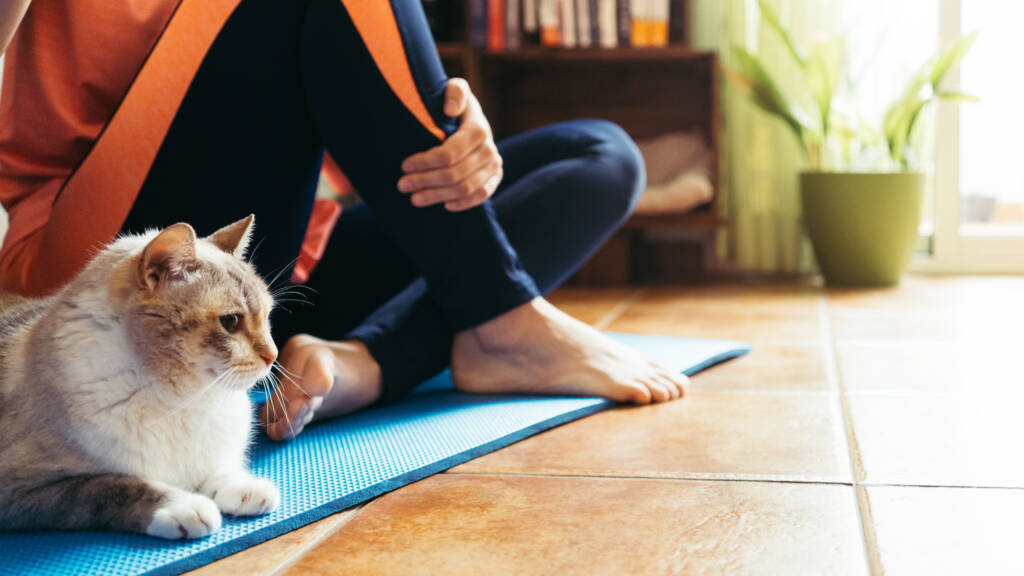 Cat Restorative Frequencies