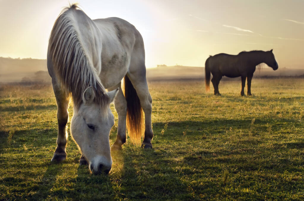 Restoring Balance in Horses